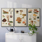 Mushroom Species I - Framed Premium Gallery Wrapped Canvas L Frame 3 Piece Set - Ready to Hang