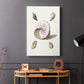 Pastel Knorr Shells II - Canvas Art Print