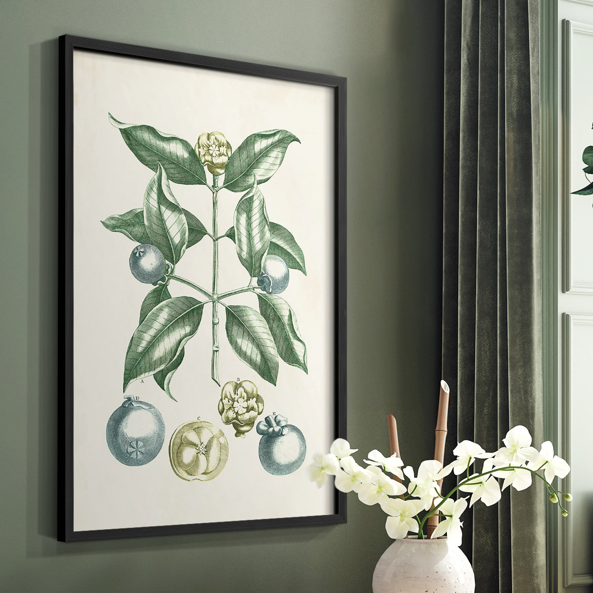 Buchoz Tropicals VII - Restickable Framed Art Print