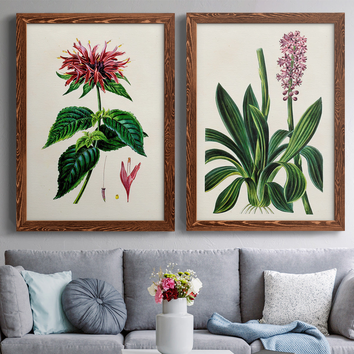 Set of two maple barnwood framed canvas prints depicting paired antique botanical plate illustrations with detailed blossoms, leaves, roots, and archival cream grounds above a sofa in a contemporary living room.