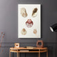 Pastel Knorr Shells V - Canvas Art Print