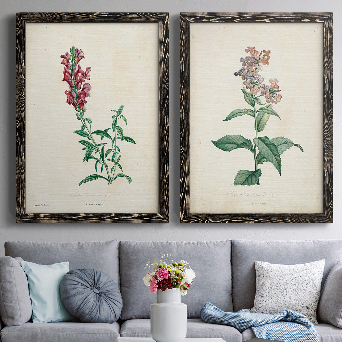 Set of two black barnwood framed canvas prints depicting paired archival flower studies in muted red pink green and cream tones above a sofa in a contemporary living room.