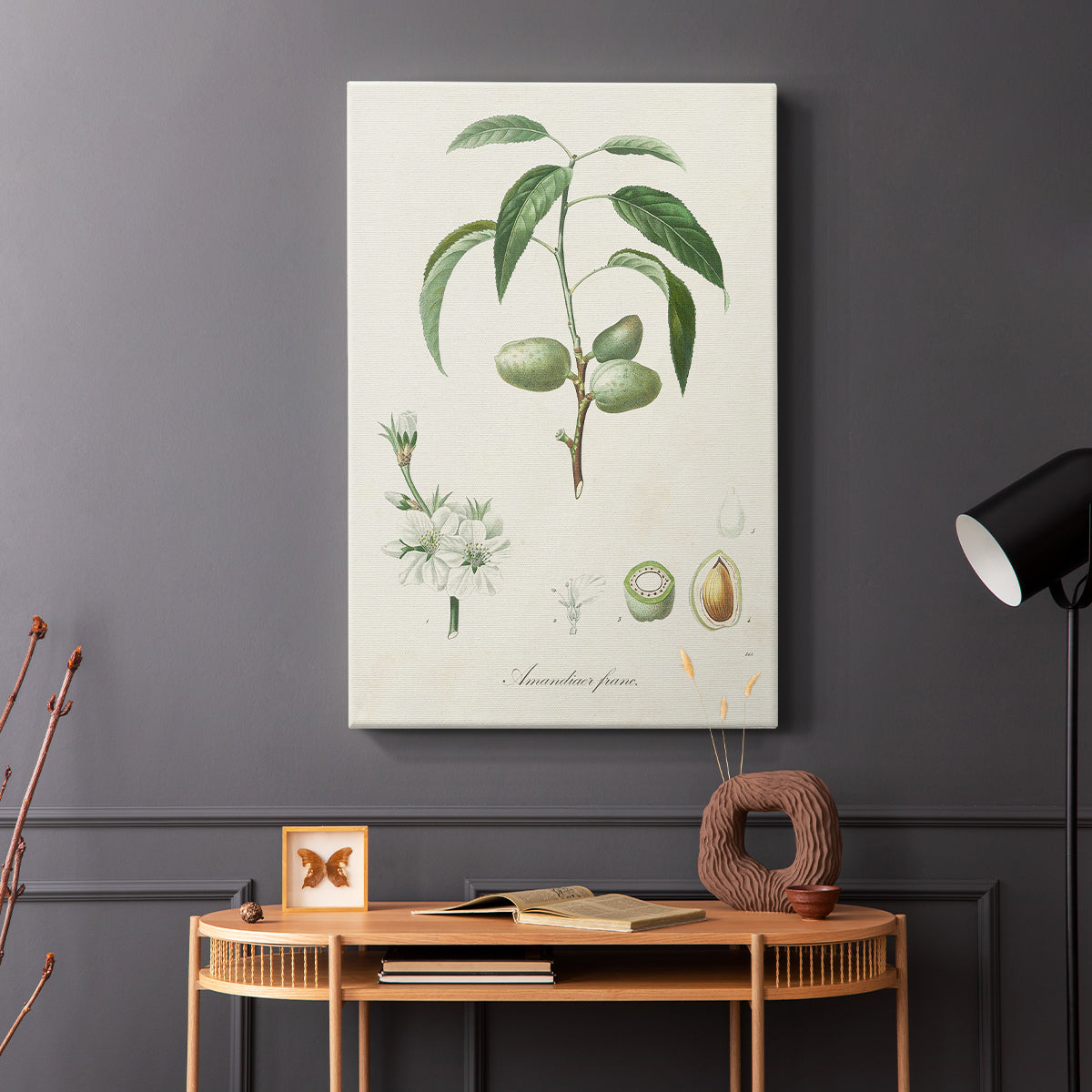 Antique Almond Botanical I - Canvas Art Print