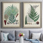 Set of two gray barnwood framed canvas prints depicting paired natural-history fern plates with varied green fronds, roots, spores, and archival labels above a sofa in a contemporary living room.