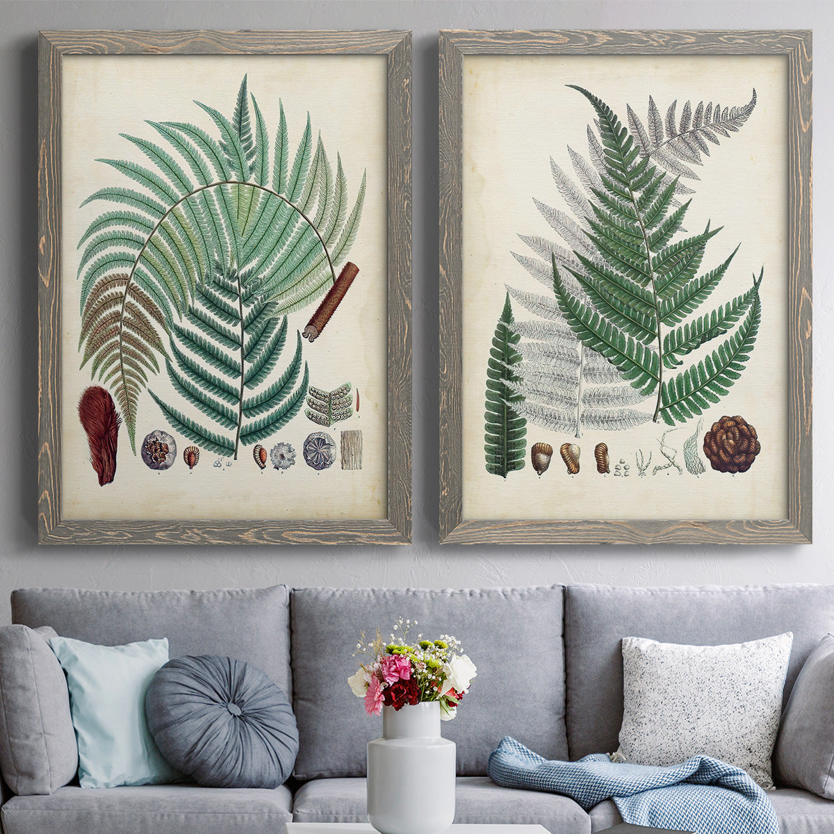 Set of two gray barnwood framed canvas prints depicting paired natural-history fern plates with varied green fronds, roots, spores, and archival labels above a sofa in a contemporary living room.