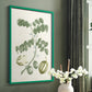 Buchoz Tropicals II - Restickable Framed Art Print