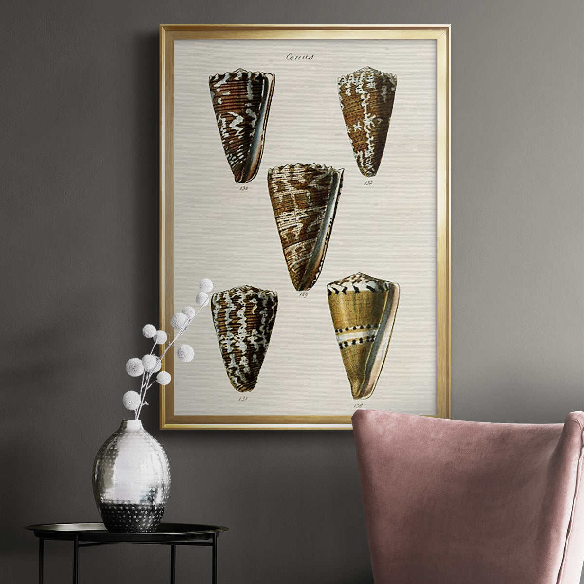 Cone Shell Collection V - Modern Framed Canvas Print