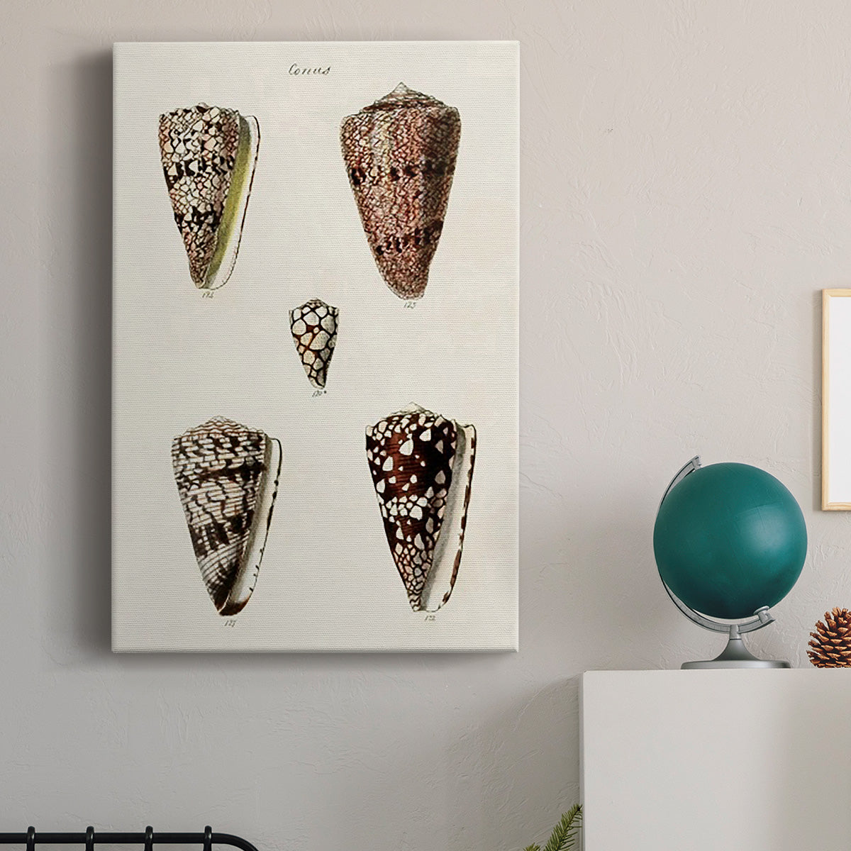 Cone Shell Collection III Premium Gallery Wrapped Canvas - Ready to Hang