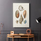 Knorr Shells & Coral I - Canvas Art Print