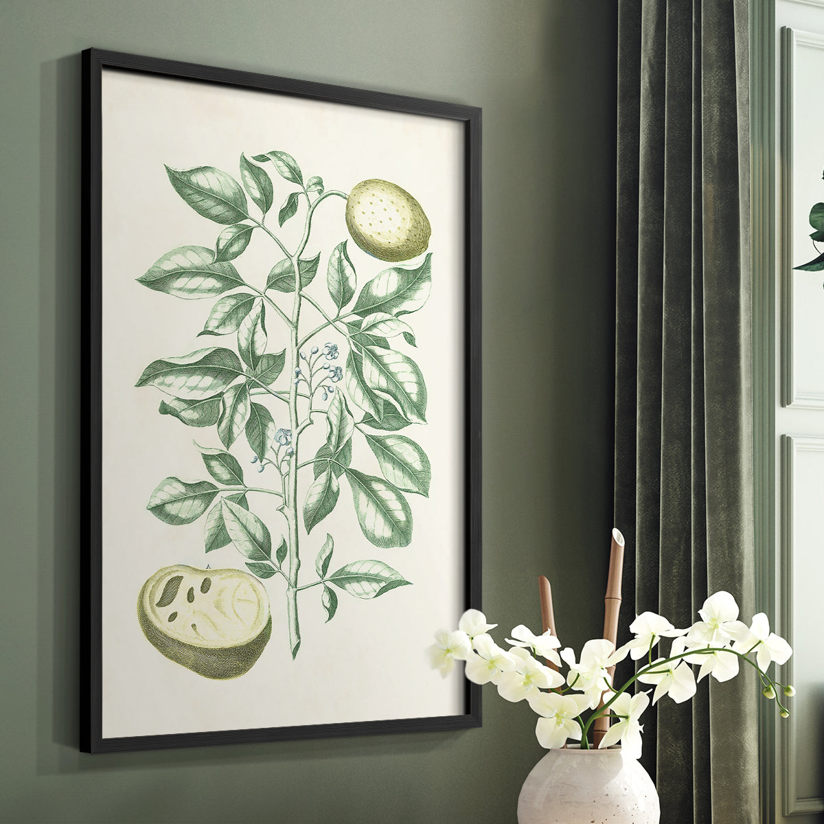 Buchoz Tropicals III - Restickable Framed Art Print