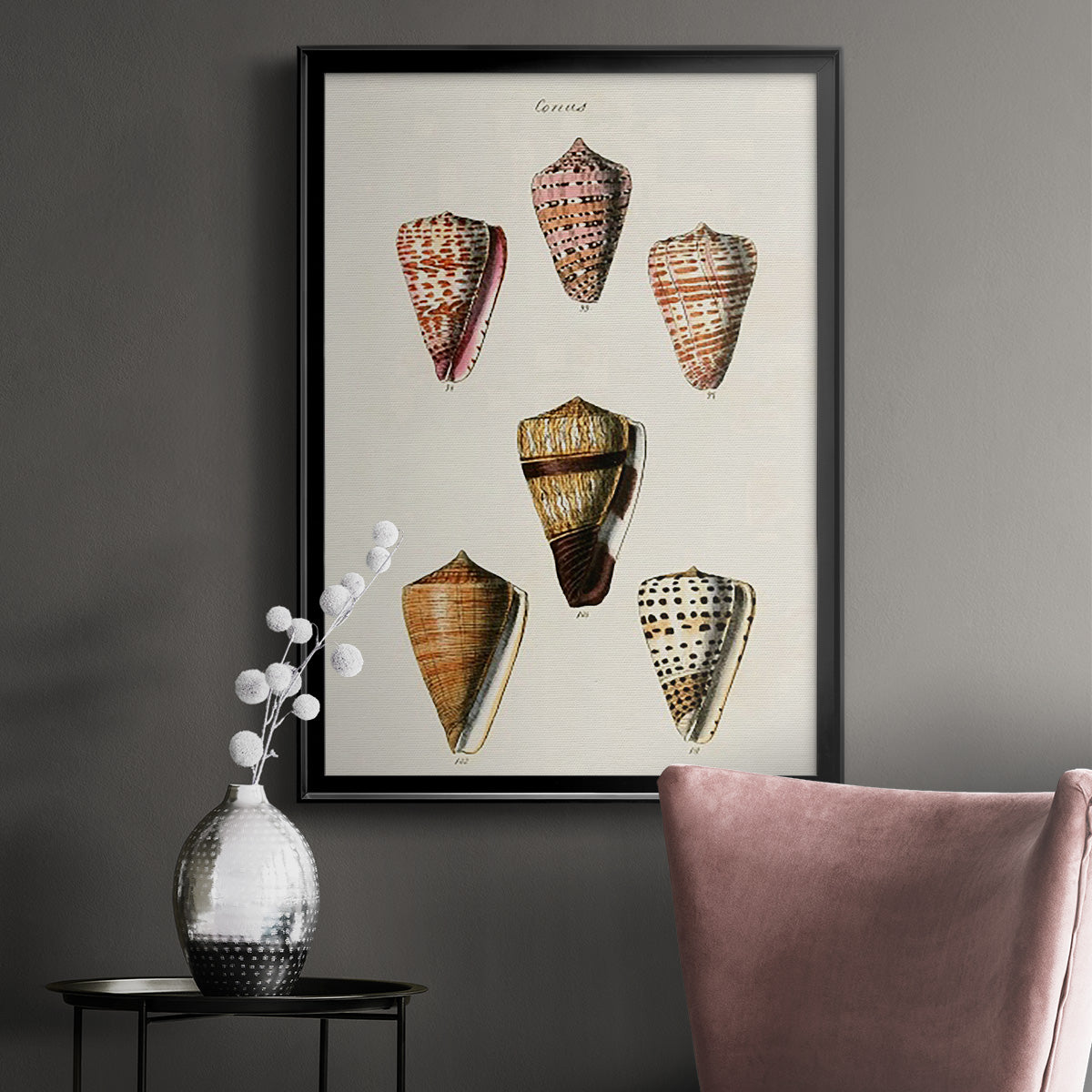 Cone Shell Collection IV - Modern Framed Canvas Print