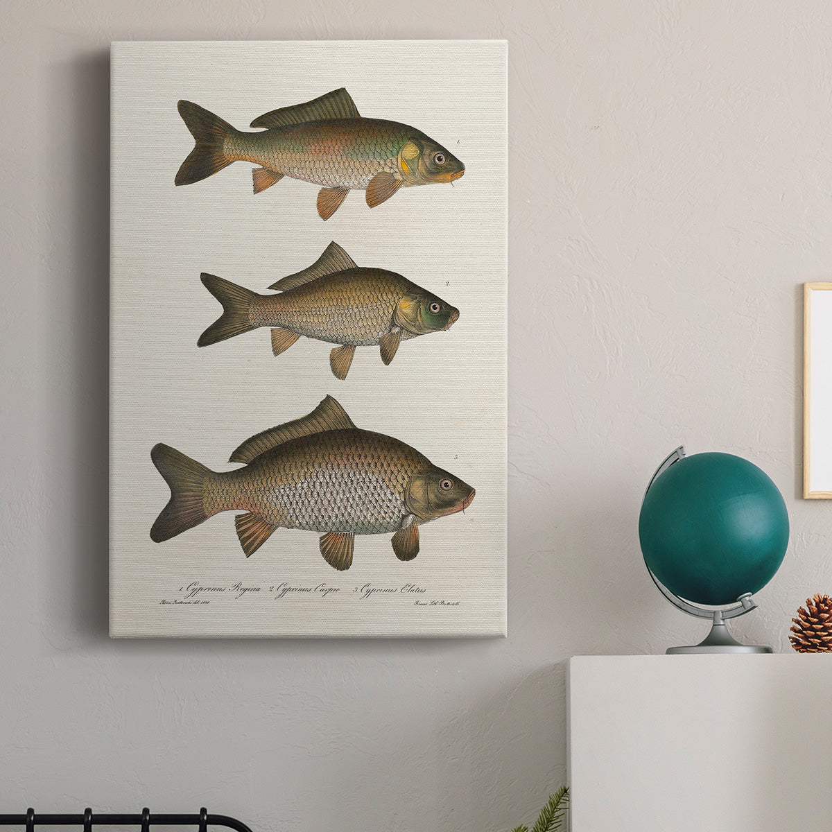 Species of Antique Fish I Premium Gallery Wrapped Canvas - Ready to Hang