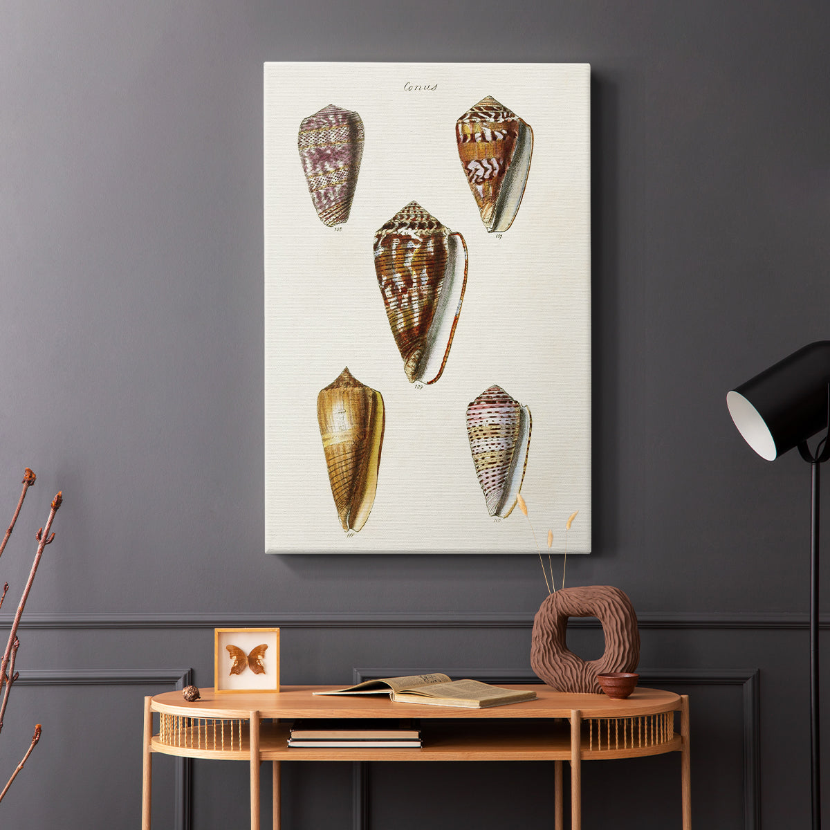 Cone Shell Collection VI - Canvas Art Print