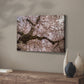 Spring's Arrival - Canvas Art Print