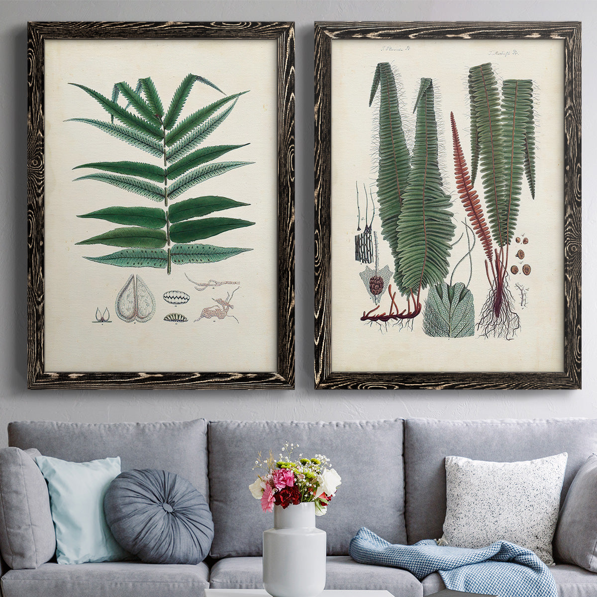 Set of two black barnwood framed canvas prints depicting paired natural-history fern plates with varied green fronds, roots, spores, and archival labels above a sofa in a contemporary living room.