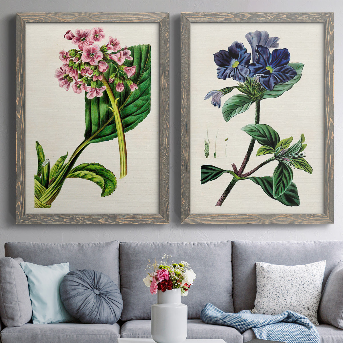 Set of two gray barnwood framed canvas prints depicting paired antique botanical plate illustrations with detailed blossoms, leaves, roots, and archival cream grounds above a sofa in a contemporary living room.