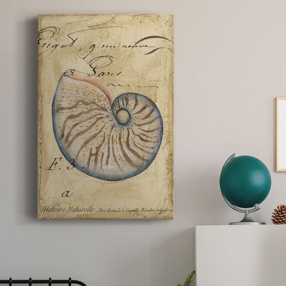 Seashell Ephemera II Premium Gallery Wrapped Canvas - Ready to Hang