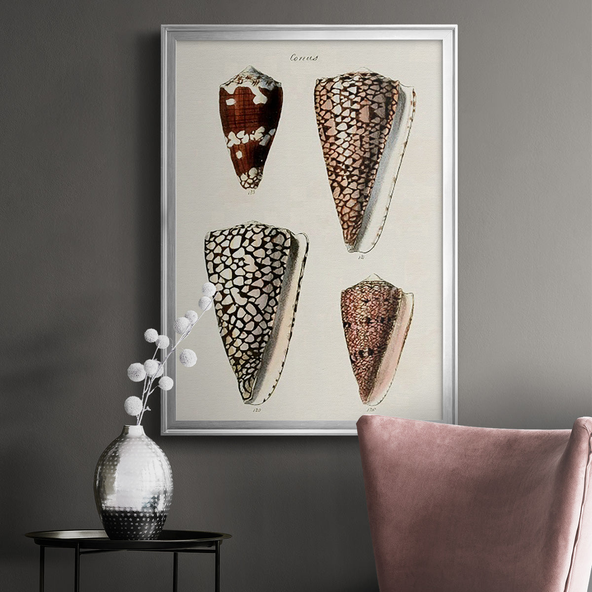 Cone Shell Collection I - Modern Framed Canvas Print