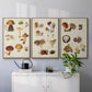 Mushroom Species I - Framed Premium Gallery Wrapped Canvas L Frame 3 Piece Set - Ready to Hang