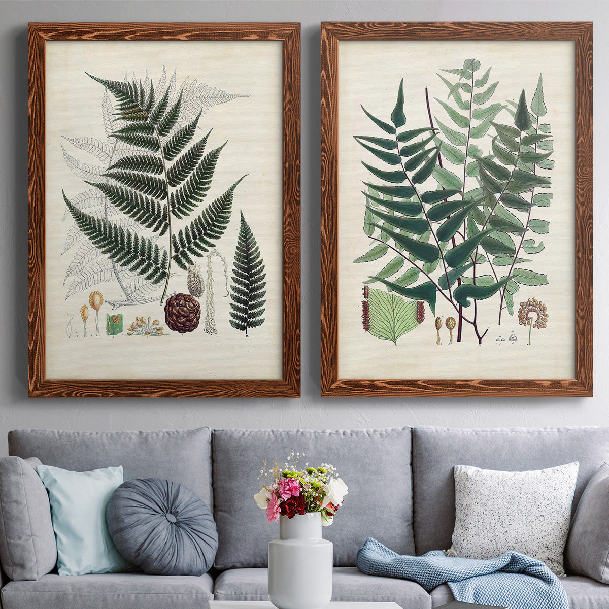 Set of two maple barnwood framed canvas prints depicting paired natural-history fern plates with varied green fronds, roots, spores, and archival labels above a sofa in a contemporary living room.