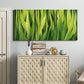 Three-panel canvas wall art featuring close view of tall green grass blades, displayed above a cabinet in an entryway.
