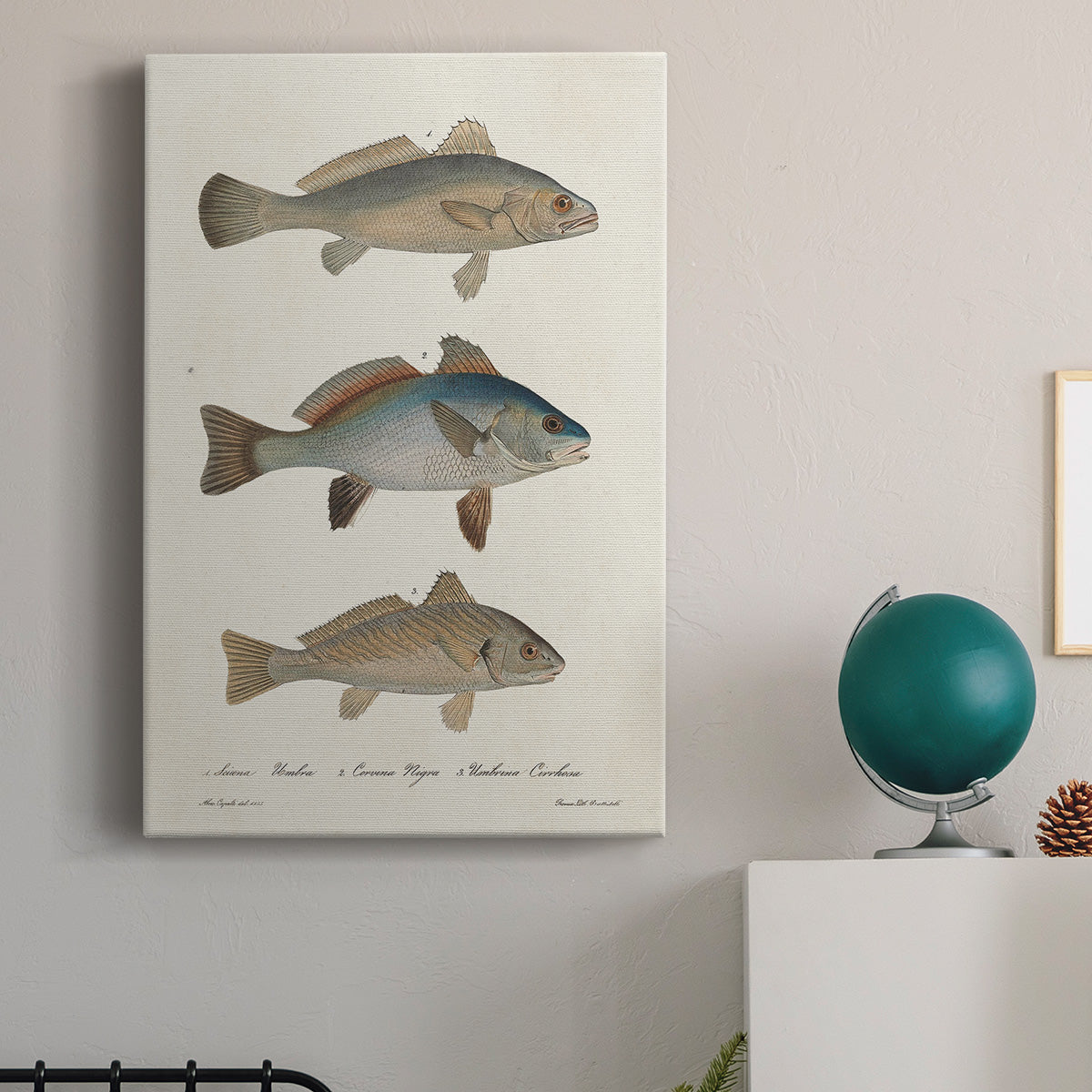 Species of Antique Fish III Premium Gallery Wrapped Canvas - Ready to Hang