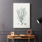 Antique Coastal Coral VII - Canvas Art Print