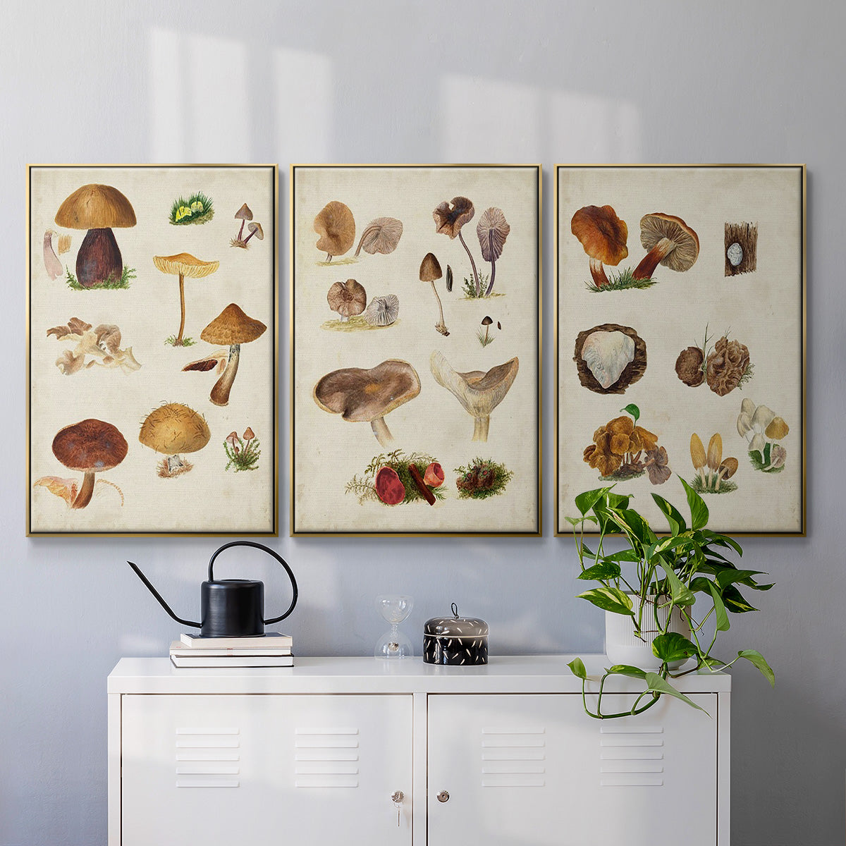 Mushroom Species I - Floater Framed Canvas Set