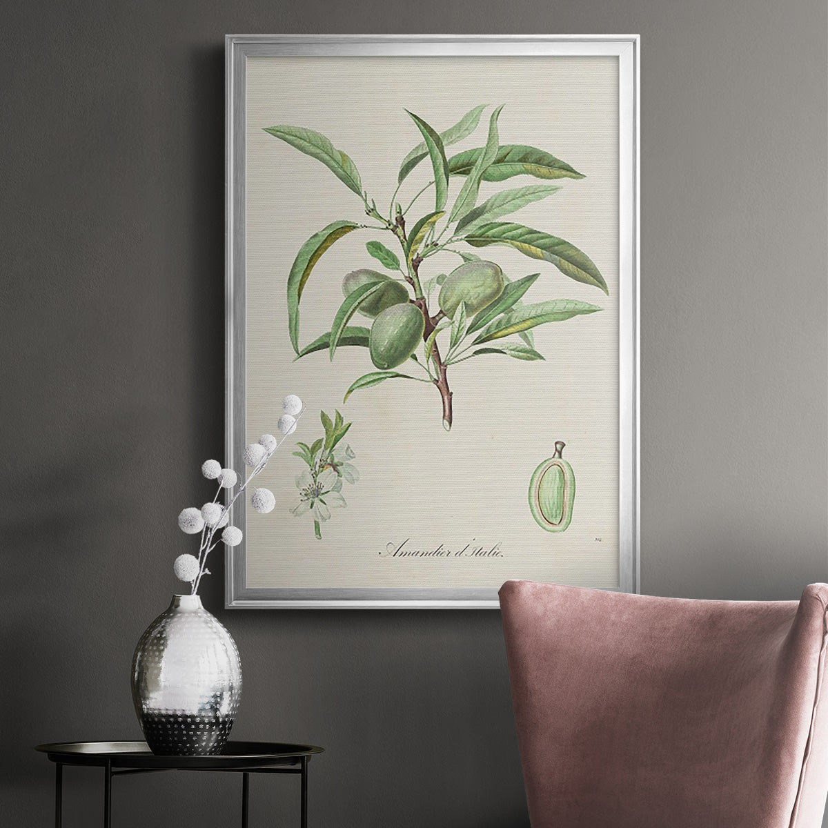 Antique Almond Botanical III - Modern Framed Canvas Print