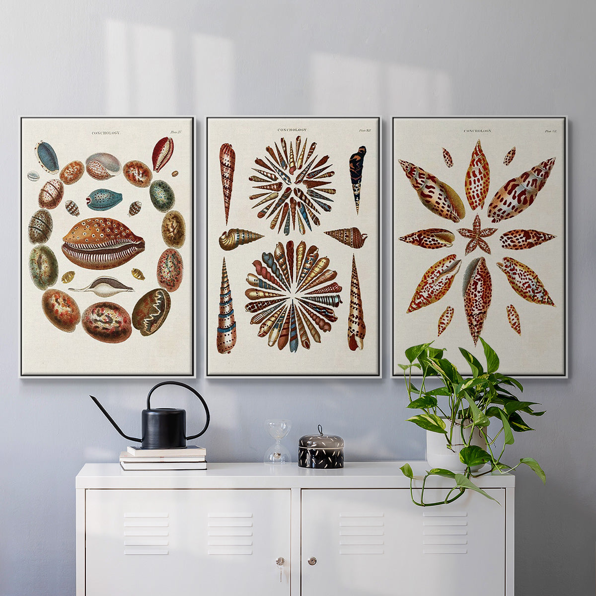 Spiral Shell Formation I - Framed Premium Gallery Wrapped Canvas L Frame 3 Piece Set - Ready to Hang