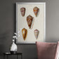 Cone Shell Collection VI - Modern Framed Canvas Print