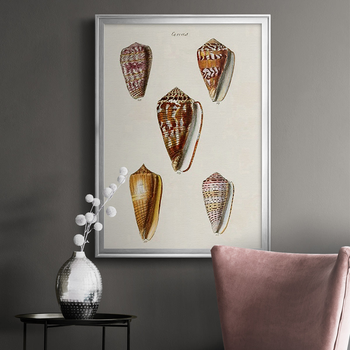 Cone Shell Collection VI - Modern Framed Canvas Print