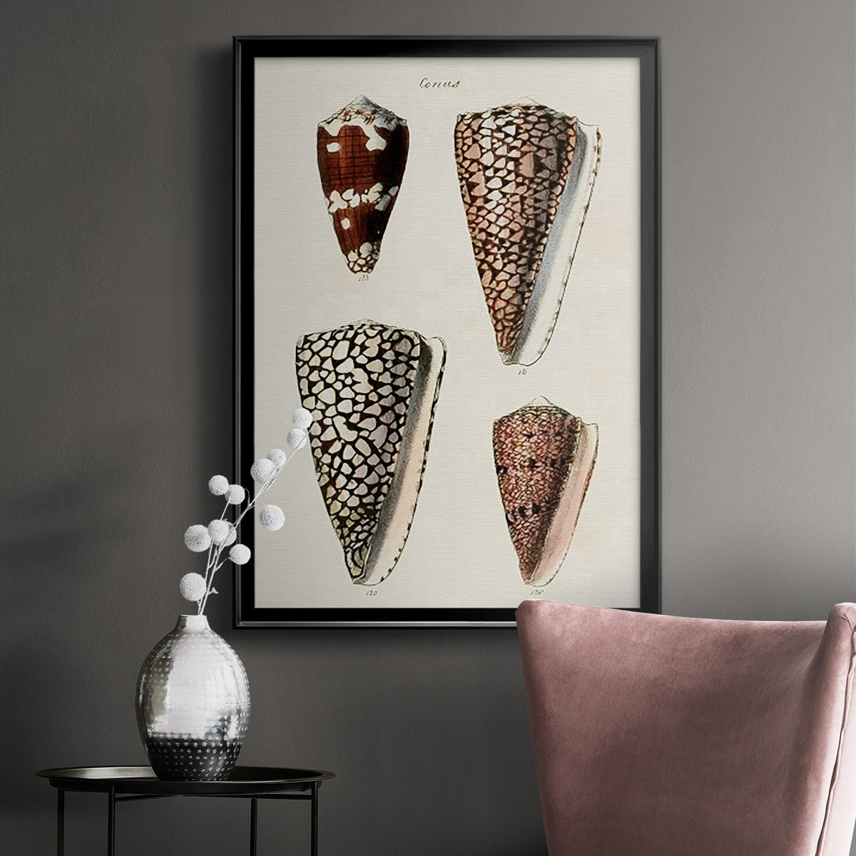 Cone Shell Collection I - Modern Framed Canvas Print