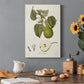 Vintage Pears VI Premium Gallery Wrapped Canvas - Ready to Hang