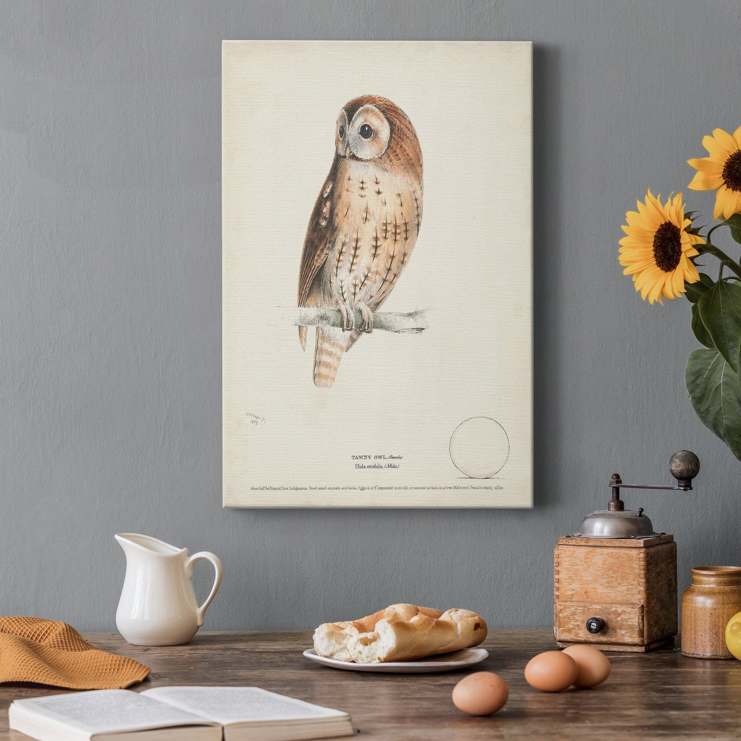 Tawny Owl Premium Gallery Wrapped Canvas - Ready to Hang