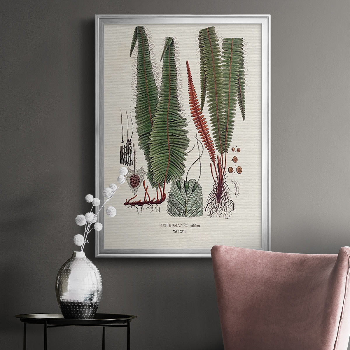 Botanical Society Ferns IV - Modern Framed Canvas Print