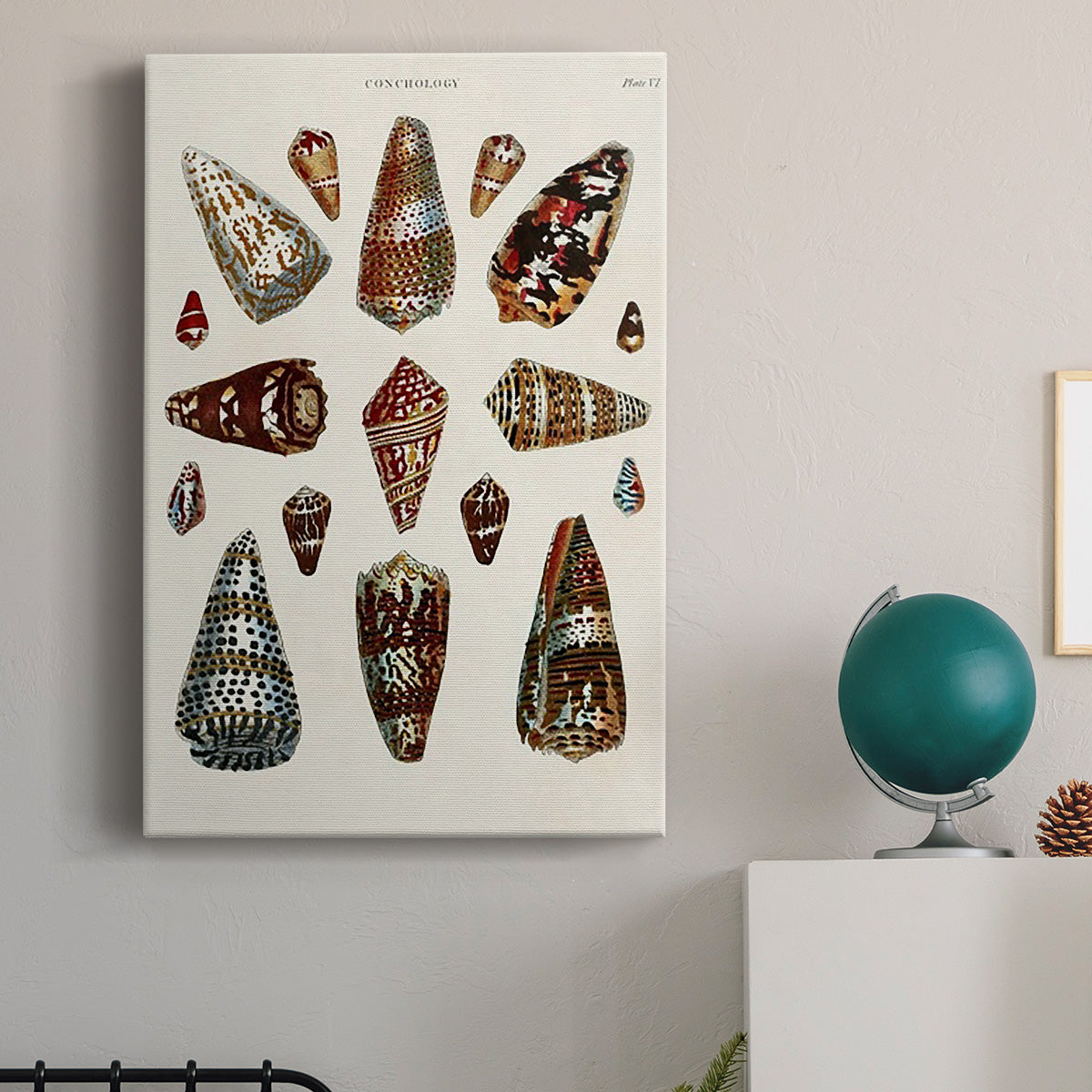 Spiral Shell Formation V - Canvas Art Print