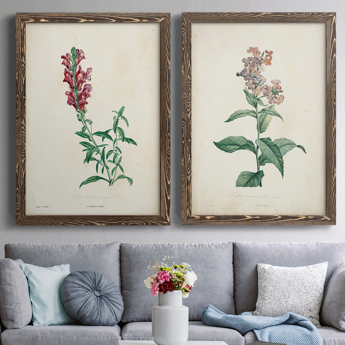 Set of two walnut barnwood framed canvas prints depicting paired archival flower studies in muted red pink green and cream tones above a sofa in a contemporary living room.