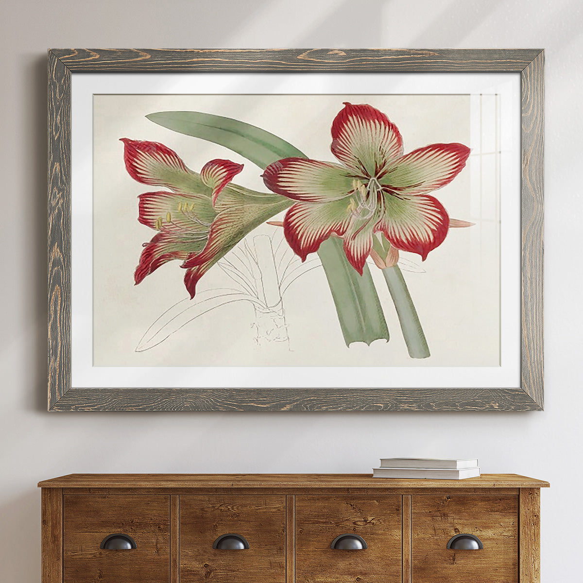 Amaryllis Varietals IV-Premium Framed Print - Ready to Hang