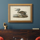 Audubons Brown Pelican - Ornate Framed Canvas Print