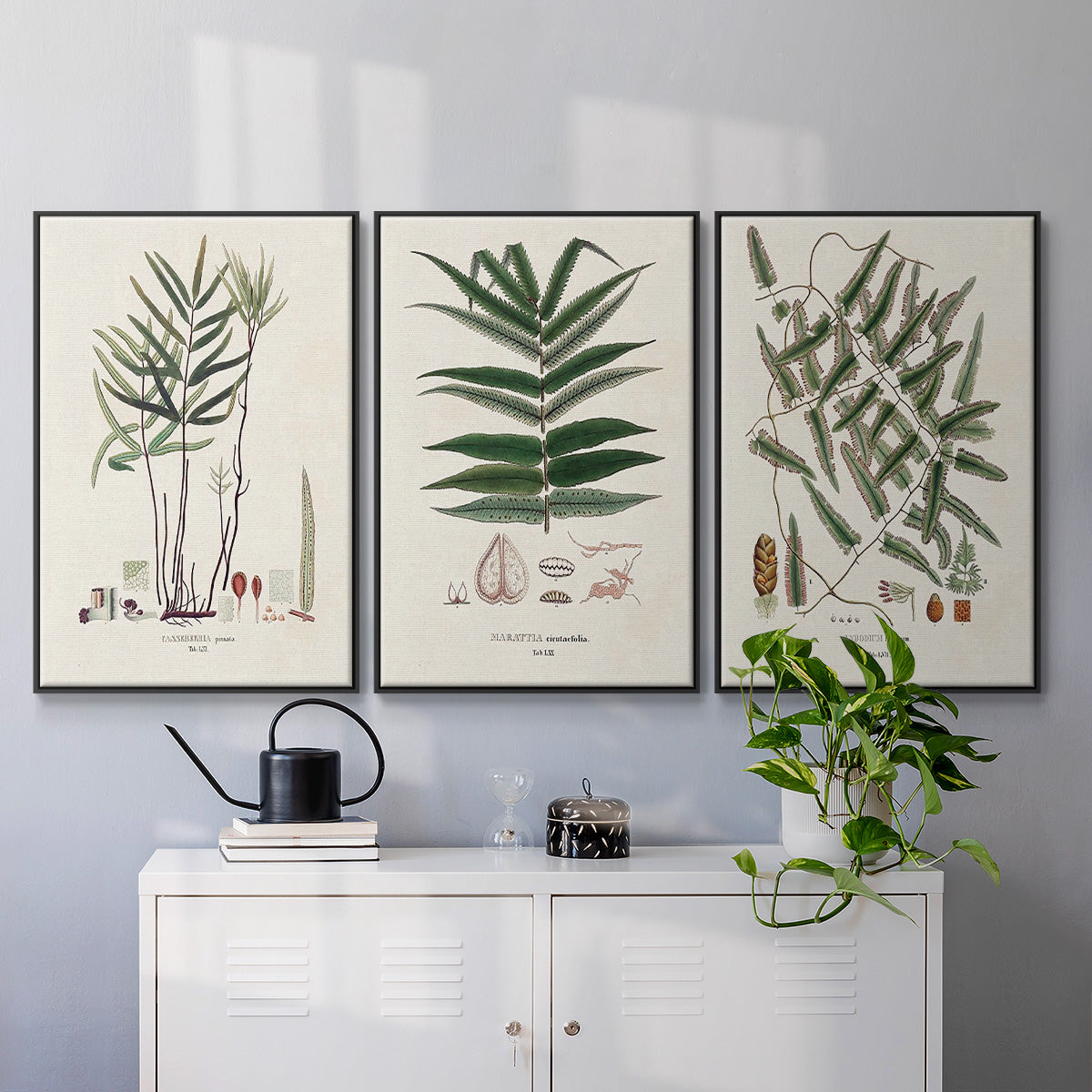 Botanical Society Ferns X - Framed Premium Gallery Wrapped Canvas L Frame 3 Piece Set - Ready to Hang