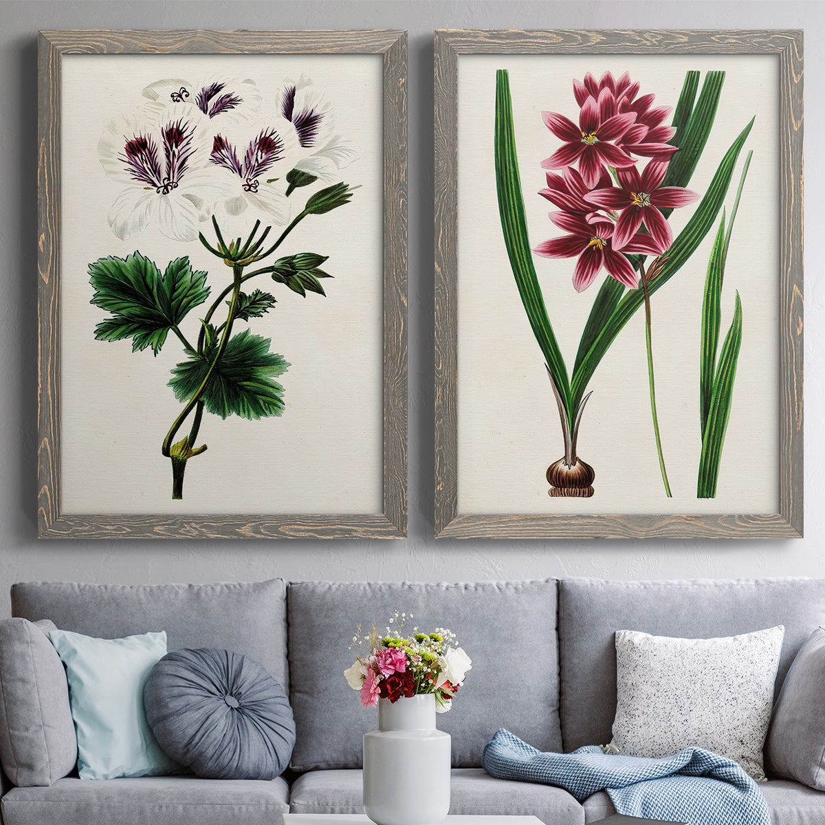 Set of two gray barnwood framed canvas prints depicting paired antique botanical plate illustrations with detailed blossoms, leaves, roots, and archival cream grounds above a sofa in a contemporary living room.