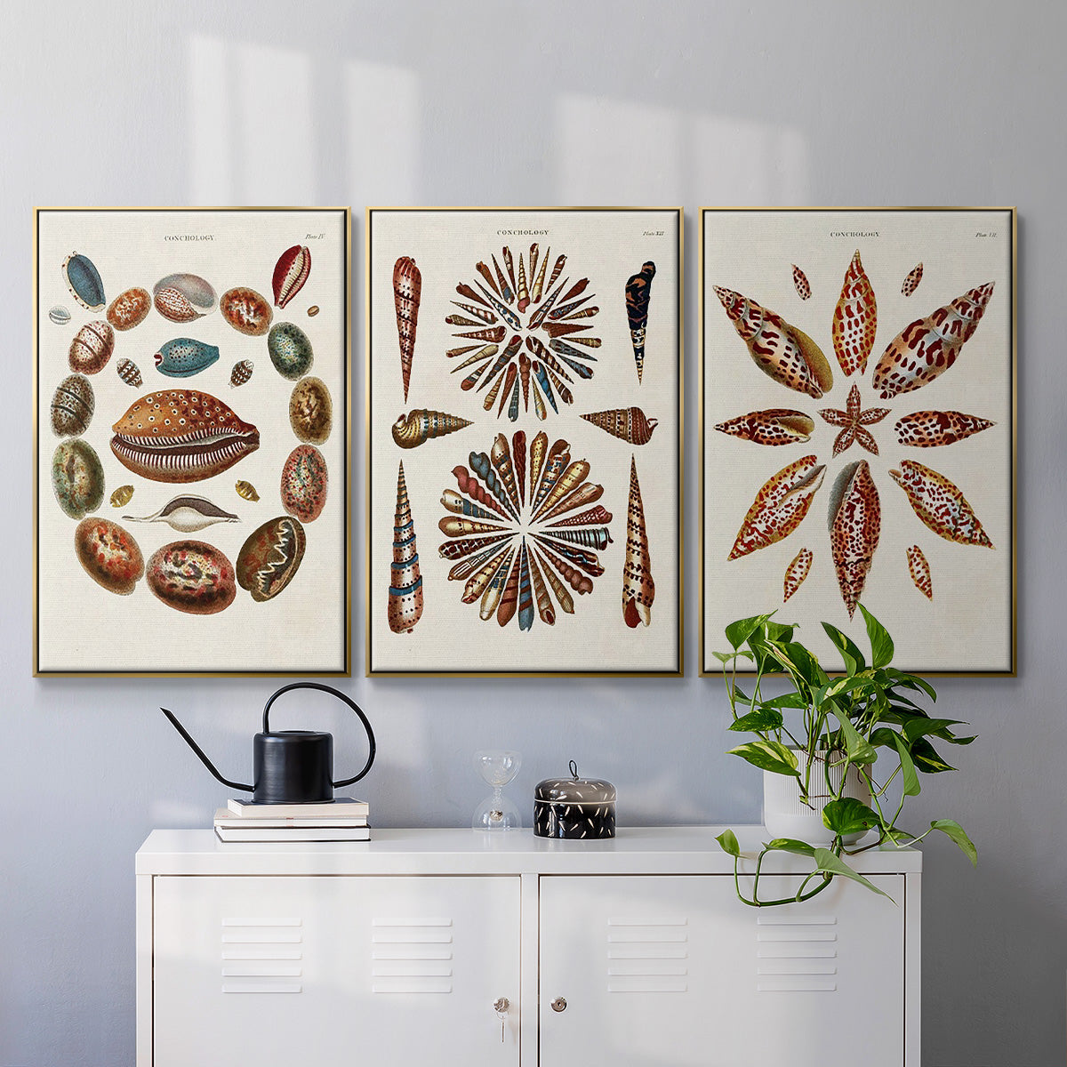 Spiral Shell Formation I - Framed Premium Gallery Wrapped Canvas L Frame 3 Piece Set - Ready to Hang