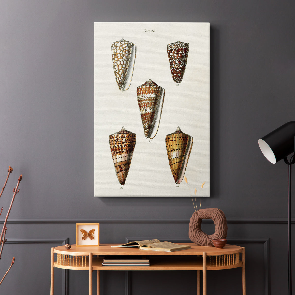 Cone Shell Collection II - Canvas Art Print