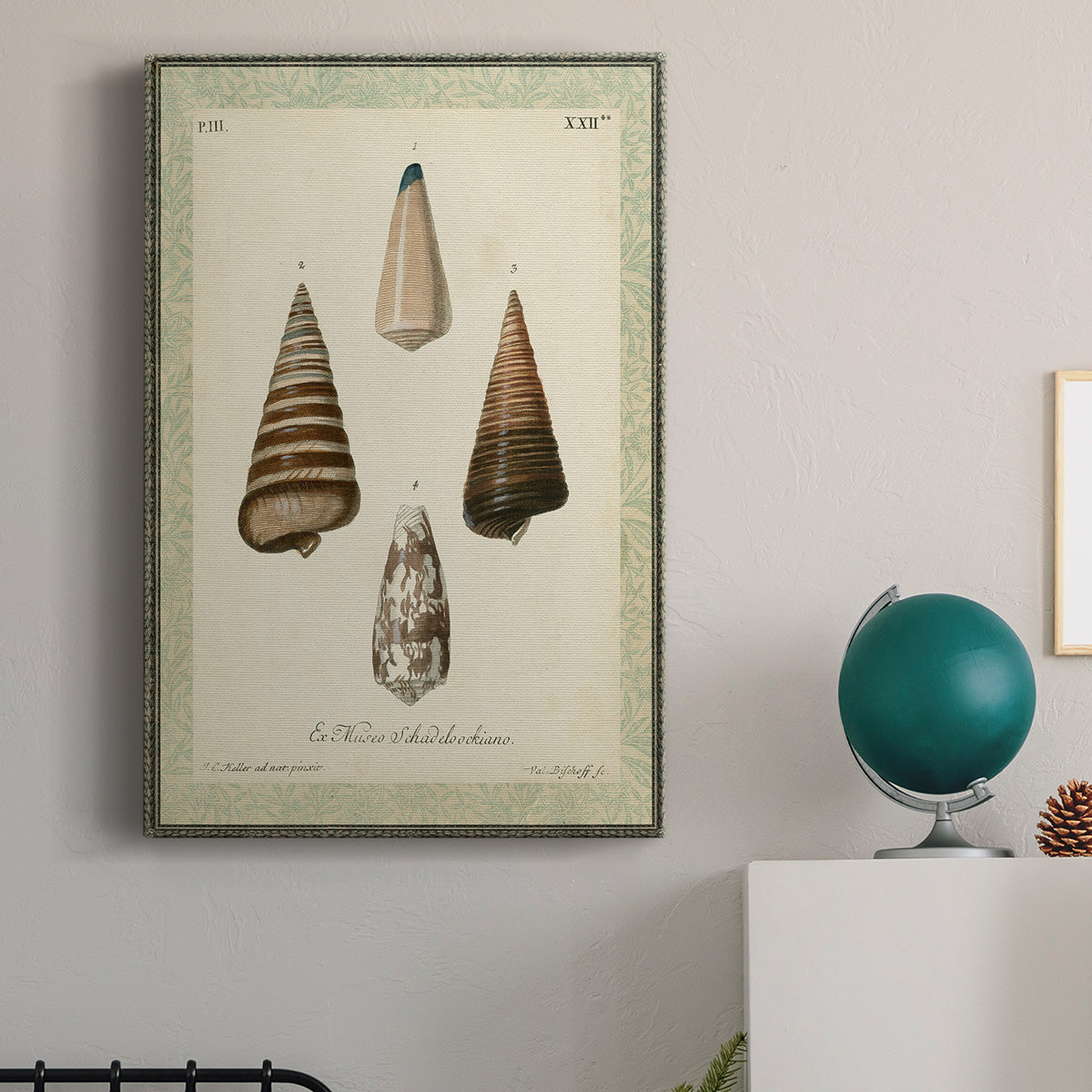 Bookplate Shells VI Premium Gallery Wrapped Canvas - Ready to Hang