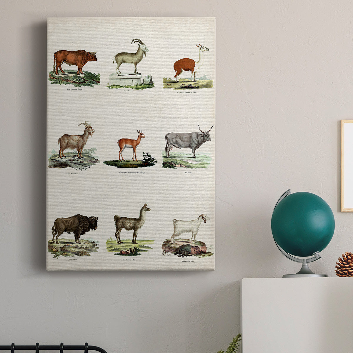 Antique Animal Chart I Premium Gallery Wrapped Canvas - Ready to Hang