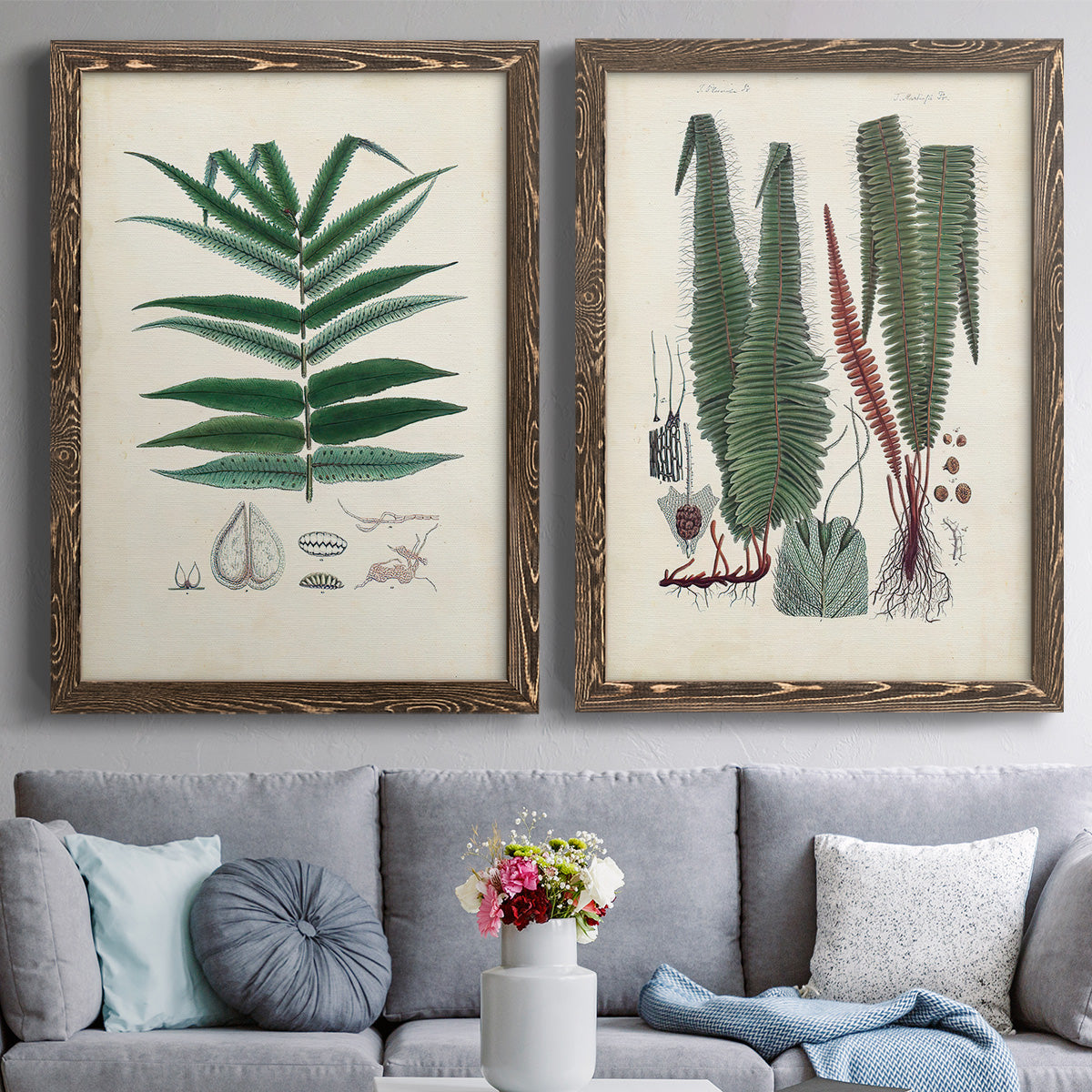 Set of two walnut barnwood framed canvas prints depicting paired natural-history fern plates with varied green fronds, roots, spores, and archival labels above a sofa in a contemporary living room.