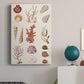 Coral & Shell Collage II - Canvas Art Print