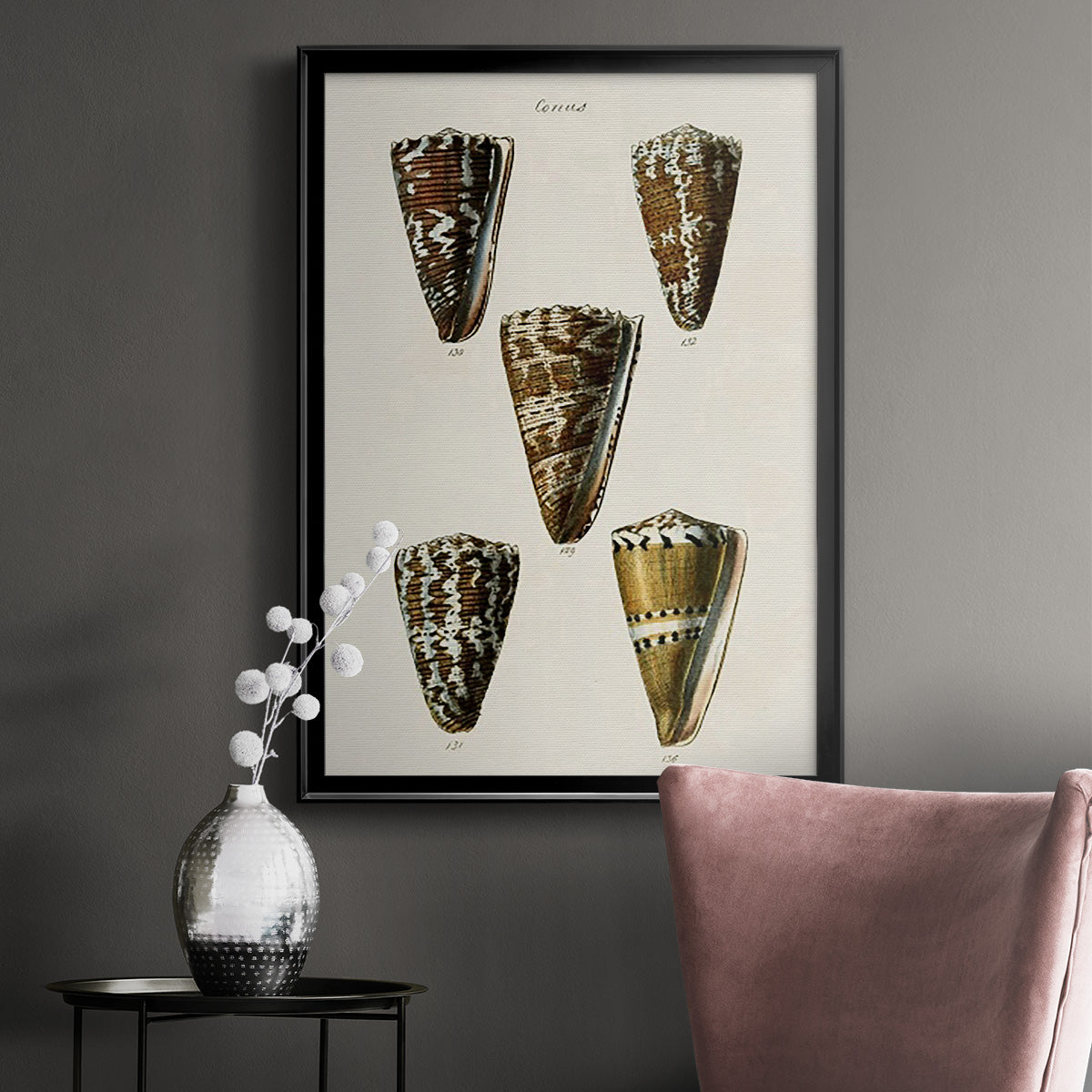 Cone Shell Collection V - Modern Framed Canvas Print