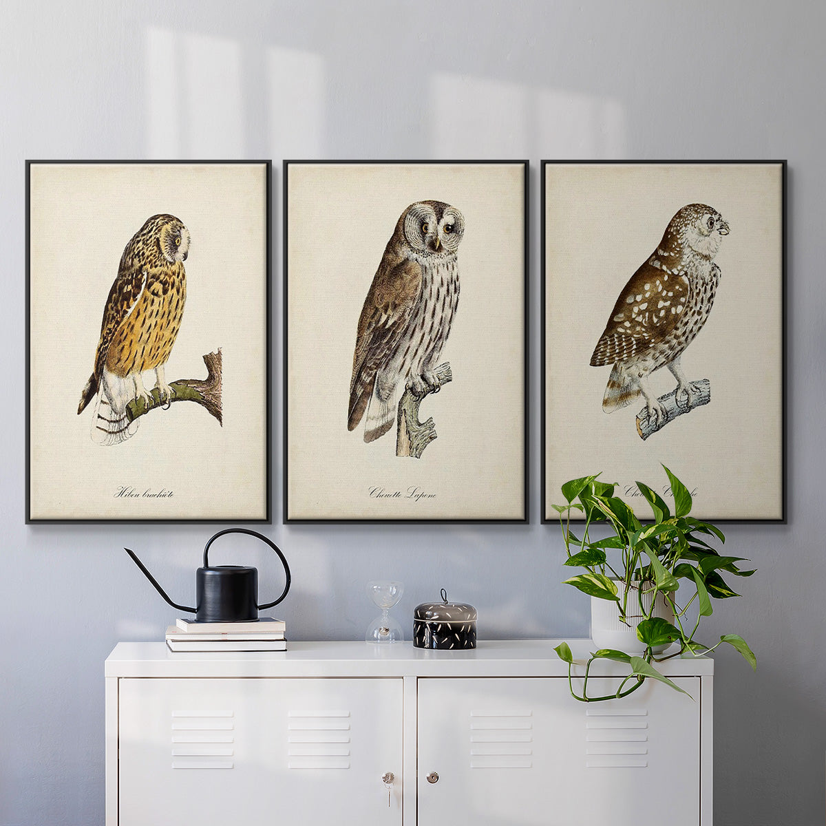 French Owls I - Framed Premium Gallery Wrapped Canvas L Frame 3 Piece Set - Ready to Hang